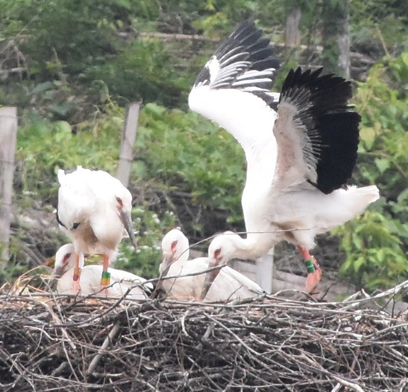 コウノトリのひな4羽。翼を広げるようになったひなもいる=島根県雲南市で2018年5月31日、山田英之撮影