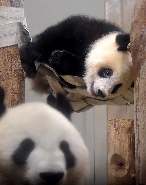 上野動物園：シャンシャン1歳に 成長順調、体重190倍 | 毎日新聞