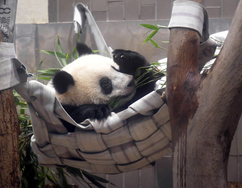 「誕生日プレゼント」として新たに設置されたハンモックで遊ぶシャンシャン=東京都台東区の上野動物園で2018年6月11日午前9時56分、藤井達也撮影