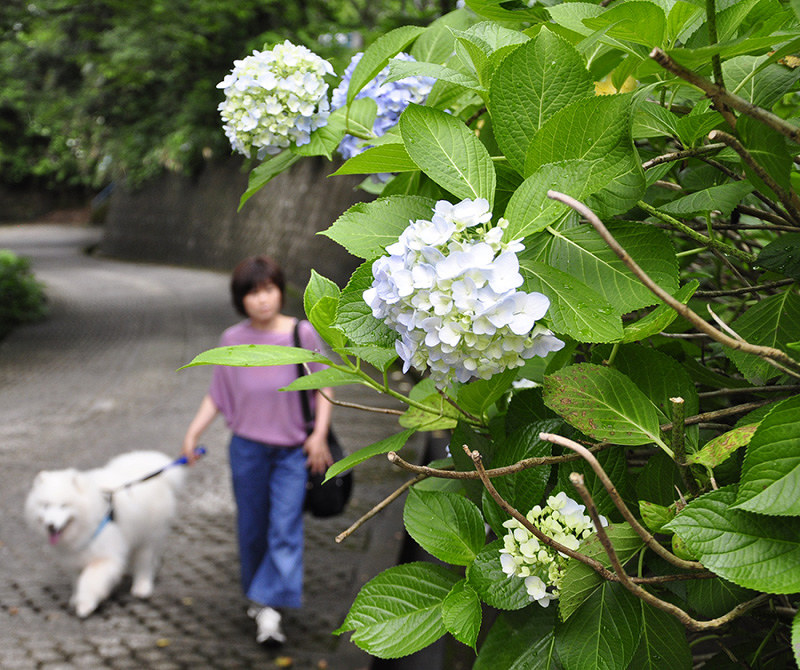 梅雨入り：北陸 アジサイしっとり 平年より2日早く ／福井 ...