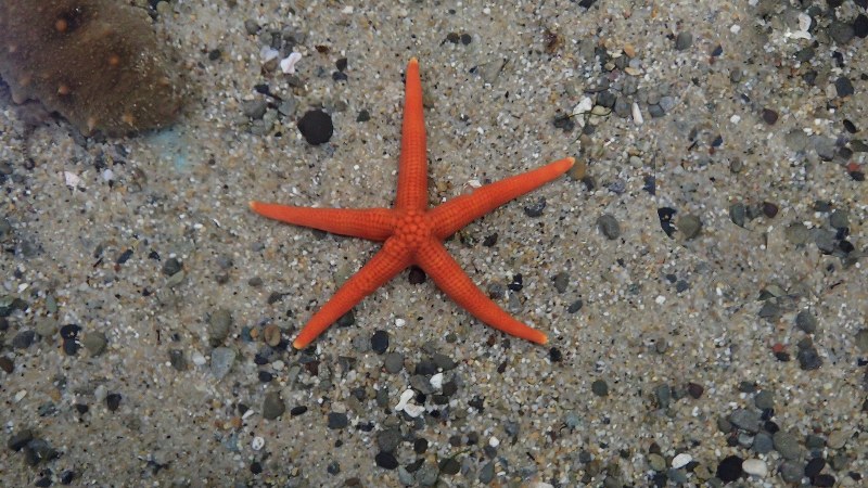 クモヒトデは触られた腕の二つ隣の腕の方向へ逃げる 腕の数の個体差から学ぶ 放射相称の歩き方 北海道大学 電子科学研究所