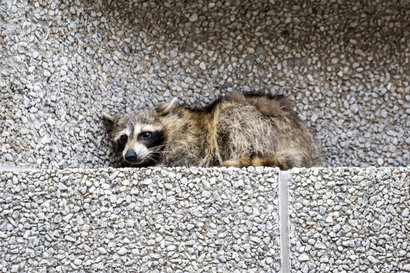 st paul raccoon set free after scaling 25 story tower the mainichi