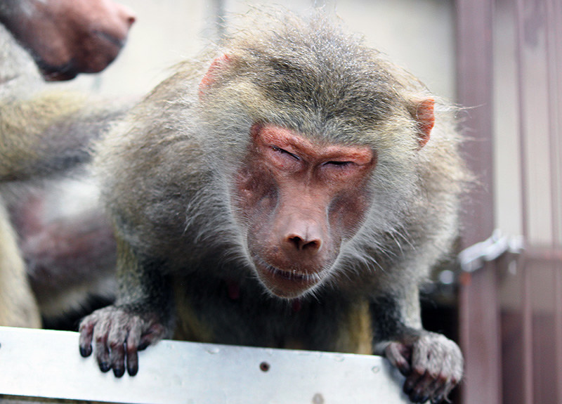 とべ動物園だより マントヒヒ 目が見えなくても自分の力で生きる 愛媛 毎日新聞
