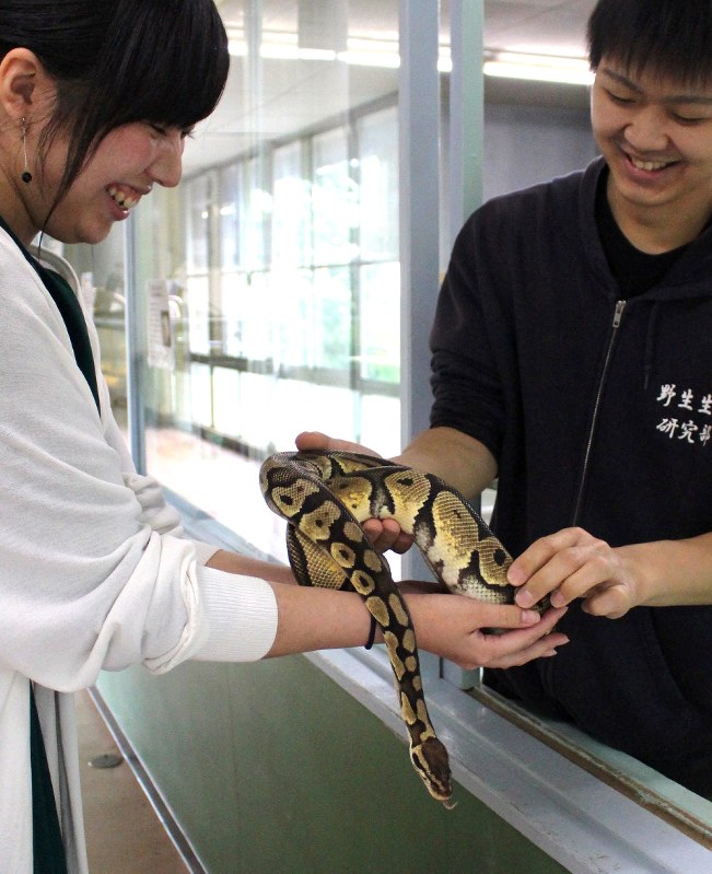 Snakes alive Gunma facility allows visitors to touch serpents, watch