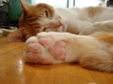 猫といっしょに年をとる チビと私のフン戦記 加藤由子 毎日新聞 猫といっしょに年をとる チビと私のフン戦記 加藤由子 毎日新聞