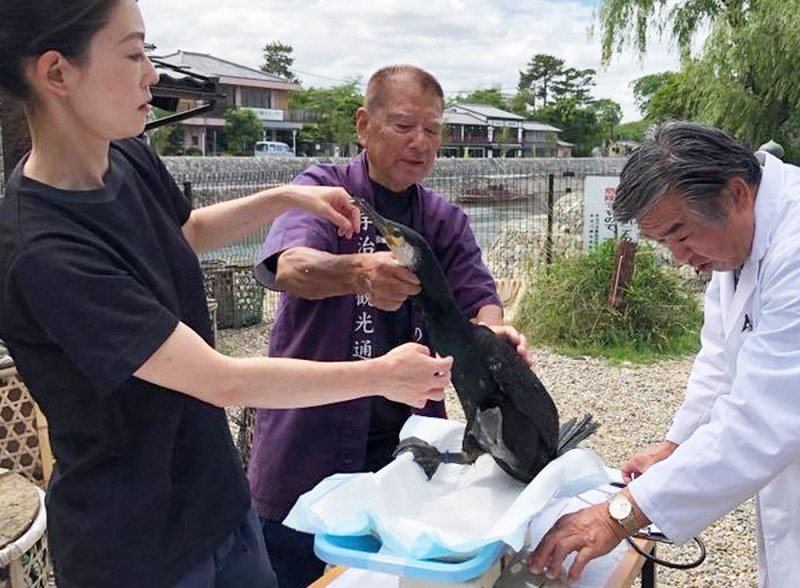体重測定される鵜飼いの鵜=京都府宇治市の宇治公園で、同市観光協会提供