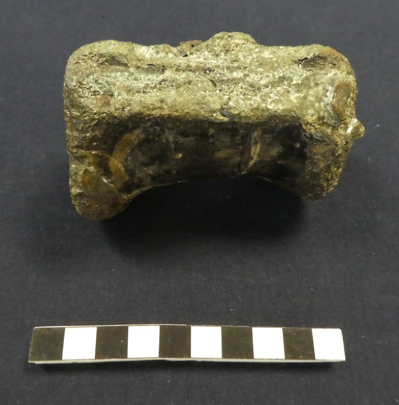 中型の獣脚類(二足歩行)恐竜のものと特定された化石=北海道三笠市で、千々部一好撮影