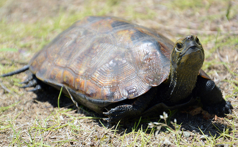 ニホンイシガメ 今度は日本固有種が出た ４０年ぶりか 小松 木場潟で 石川 毎日新聞