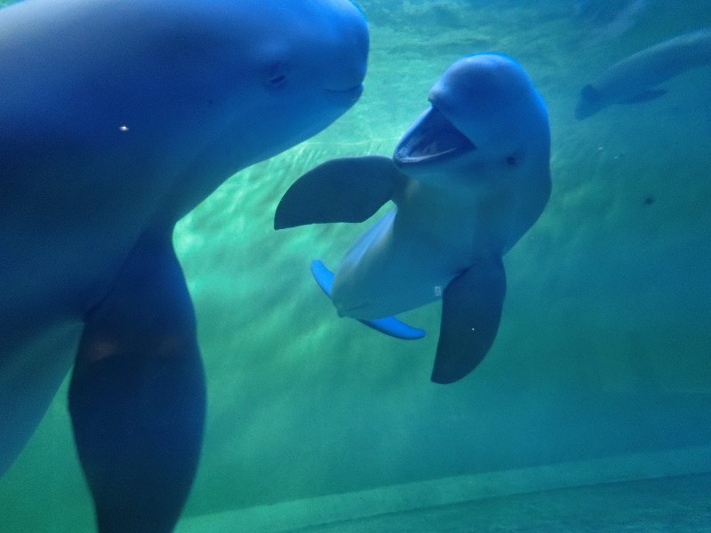 いきもの便り 鳥羽水族館 背中をこすり合い スナメリ意思疎通 三重 毎日新聞