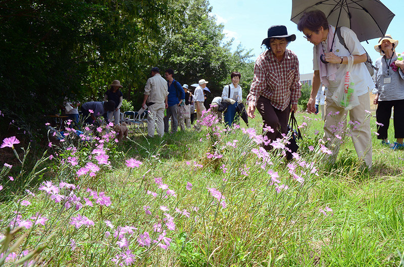 カワラナデシコ 伊丹 猪名川で観察会 兵庫 毎日新聞
