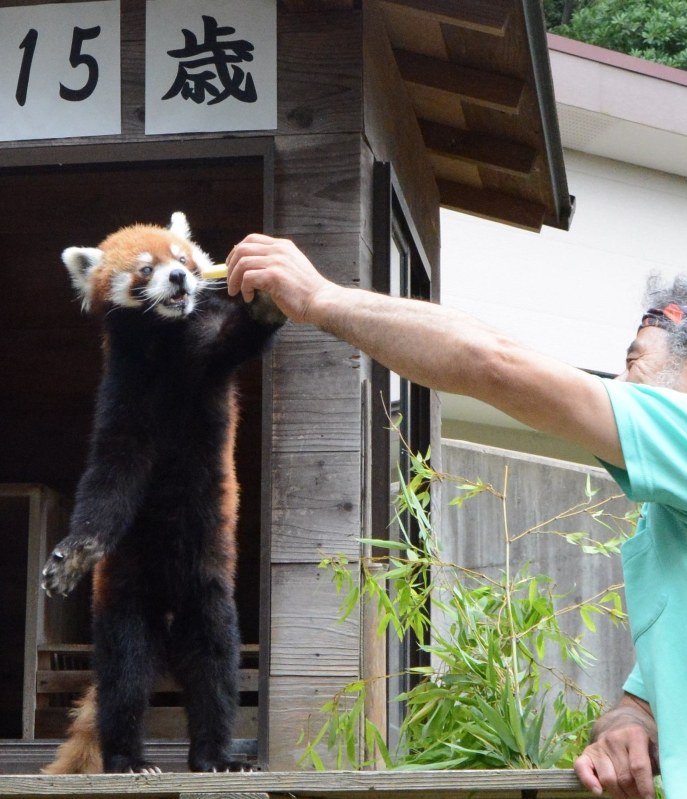 飼育員からリンゴをもらい、10秒ほど立ち上がった風太=千葉市動物公園で2018年7月5日午後1時45分、信田真由美撮影