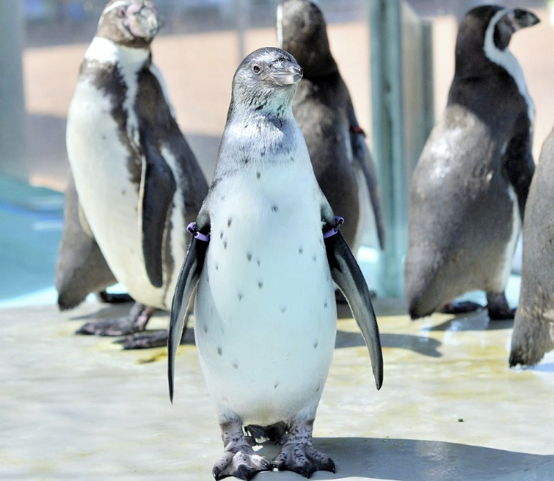 魚津水族館：6月巣立ち フンボルトペンギンのヒナ人気 | 毎日新聞
