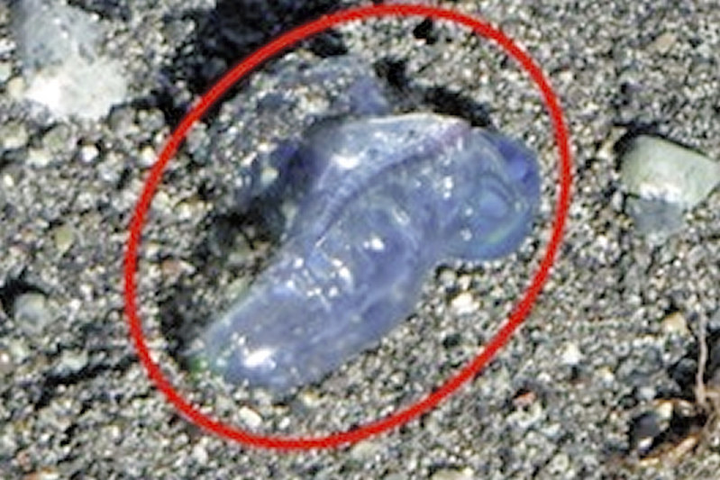 相模湾 電気クラゲ 相次ぎ漂着 強い毒 死亡例も 毎日新聞