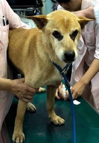 保護された雄犬の「くう」＝長澤由起子さん提供