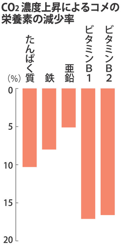 CO2濃度上昇によるコメの栄養素の減少率