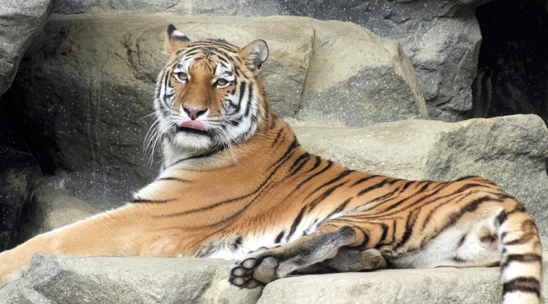 11日に死んだアムールトラの「ヤマ」=2011年撮影、神戸市立王子動物園提供