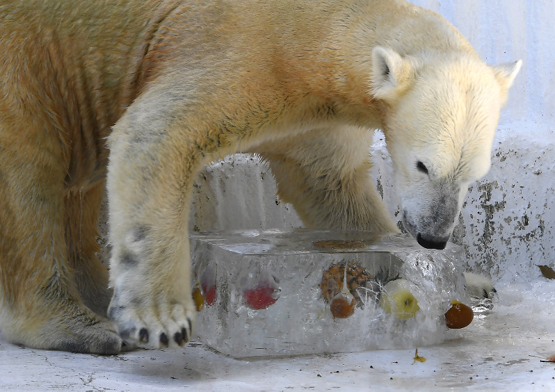 天王寺動物園：ホッキョクグマに氷柱プレゼント | 毎日新聞