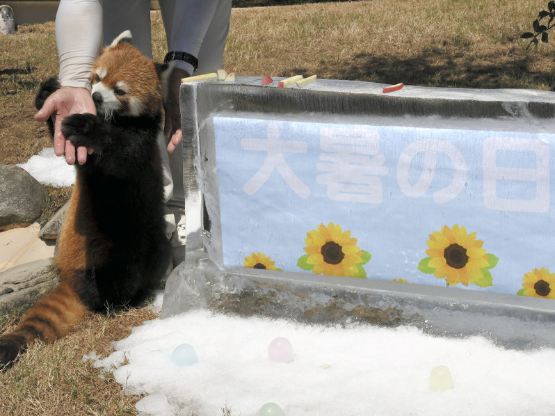 氷のプレゼントの横で涼むレッサーパンダ=和歌山県白浜町堅田のアドベンチャーワールドで2018年7月23日、藤田宰司撮影