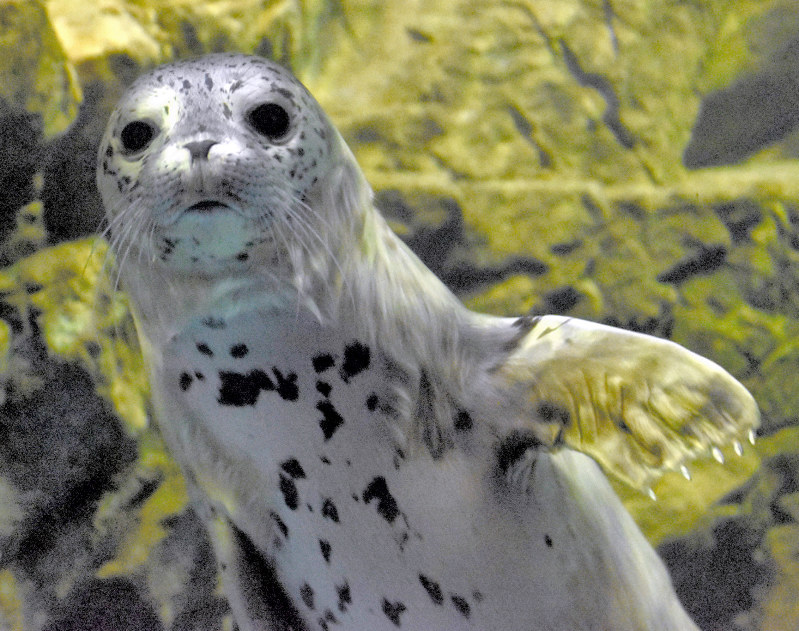 愛称が「かぶと」に決まったゴマフアザラシの赤ちゃん=浅虫水族館で、北山夏帆撮影