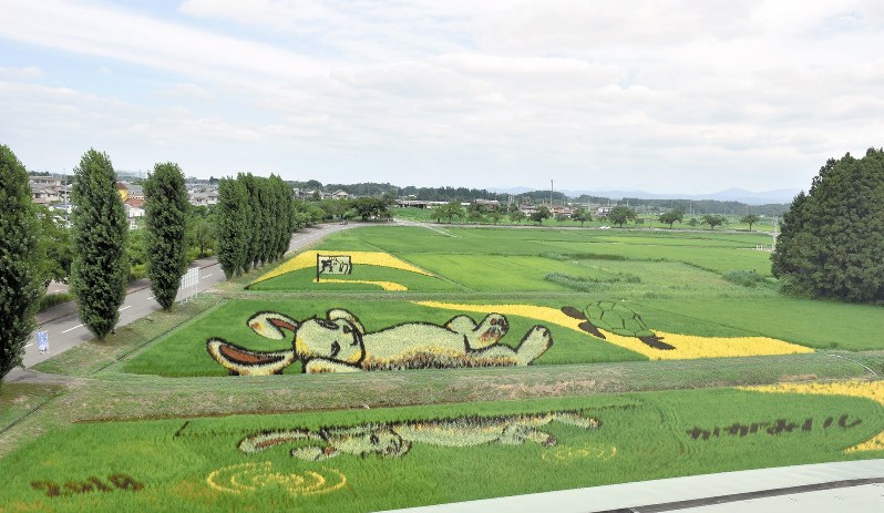 「うさぎとかめ」の絵柄が浮かび上がり、見ごろを迎えた鏡石町の田んぼアート=2018年7月27日午後0時31分、福島県鏡石町で笹子靖撮影