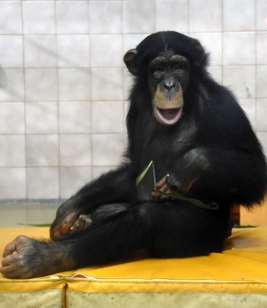 ⭐︎チンパンジー⭐︎ チンパンジー 34 | HANSA