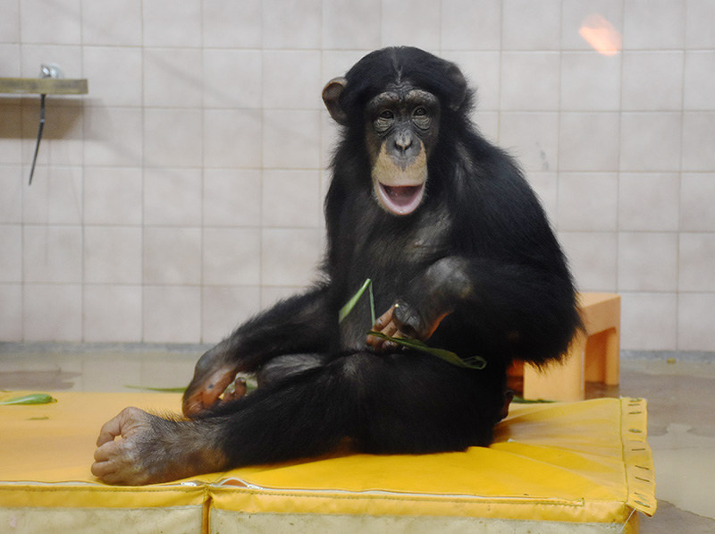 チンパンジー 障害持つ雌 ミルキー ５歳だよ 成長振り返る講演 香南 県立のいち動物公園 高知 毎日新聞