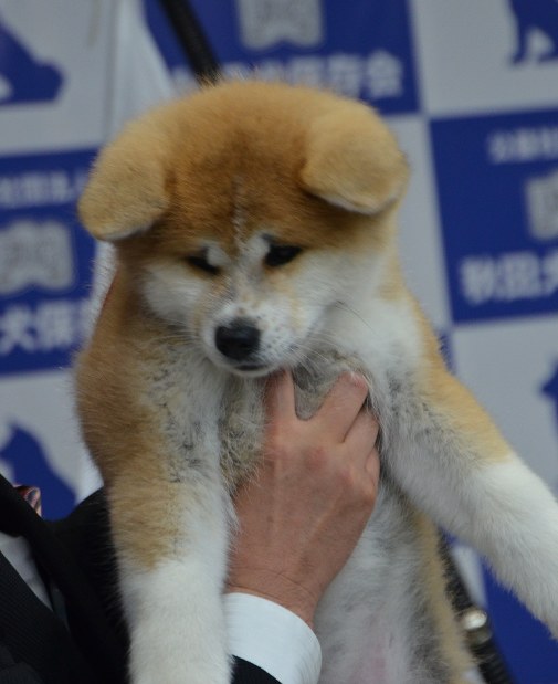 秋田犬保存会：「マサル」ぬいぐるみ発売へ 8月下旬 | 毎日新聞