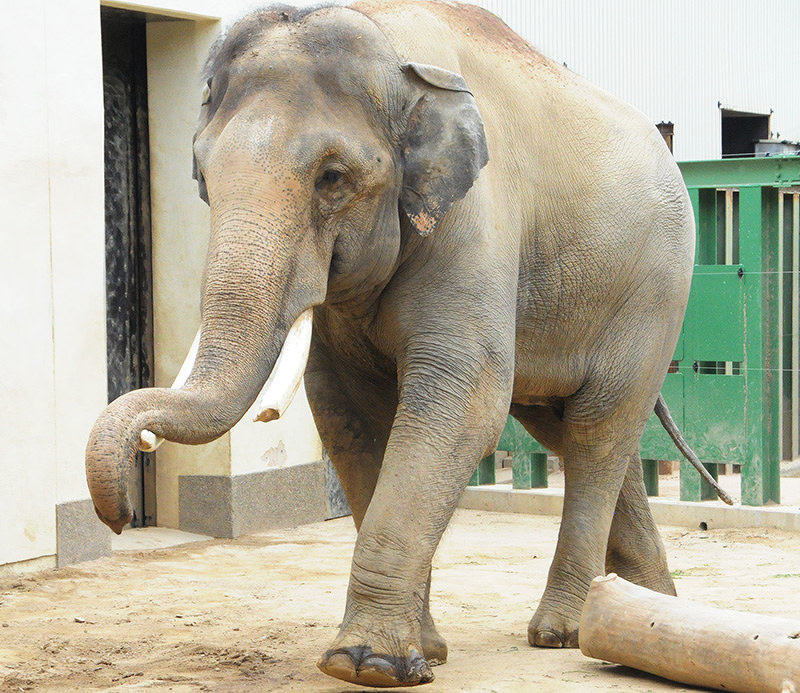 王子動物園のアジアゾウ「マック」=王子動物園提供