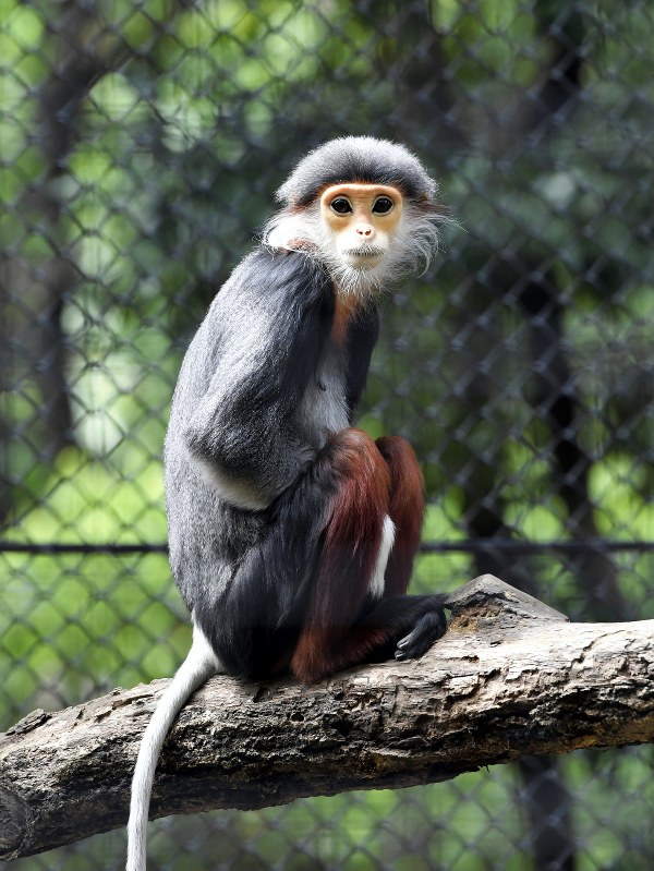 気品を感じさせるたたずまいのツバオ(雌)=よこはま動物園ズーラシア提供