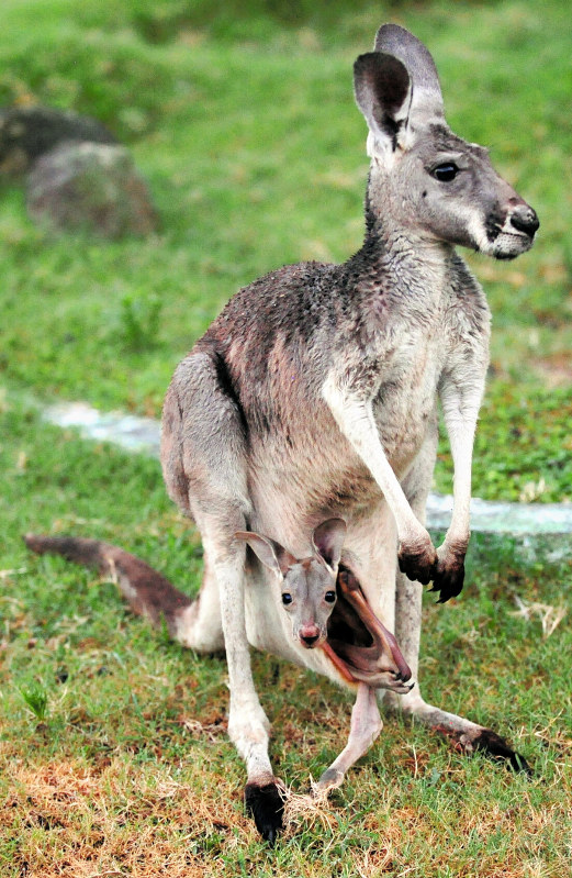 和歌山 白浜 アカカンガルーの赤ちゃん誕生 毎日新聞