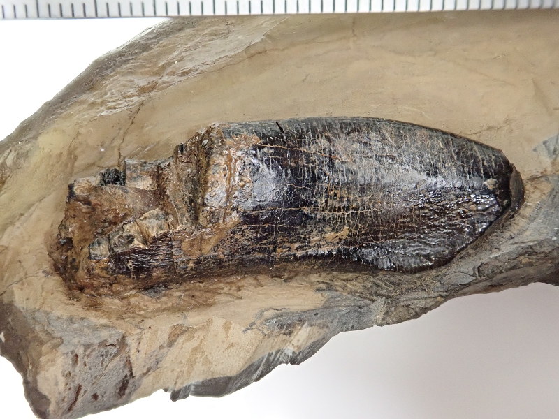毎小ニュース：科学 大型植物食恐竜の歯 徳島で発見 | 毎日新聞
