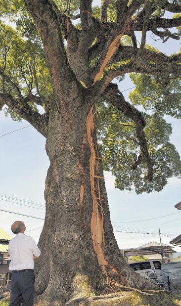 落雷：樹齢300年 大クス、幹や枝が裂ける 福岡・小郡 | 毎日新聞