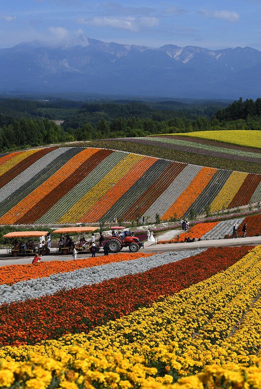 花のじゅうたん 彩り豊かに 北海道 美瑛 四季彩の丘 写真特集3 4 毎日新聞