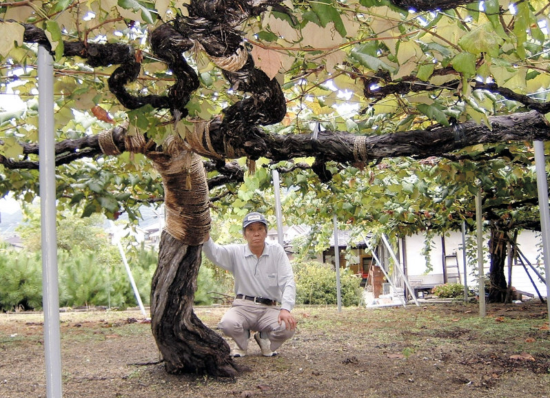 2006年の撮影当時、樹齢88年だったキャンベルの古木。今年樹齢100年を迎え、「あと10年は生かしたい」と川口さんは話す=広島県竹原市で津武欣也撮影