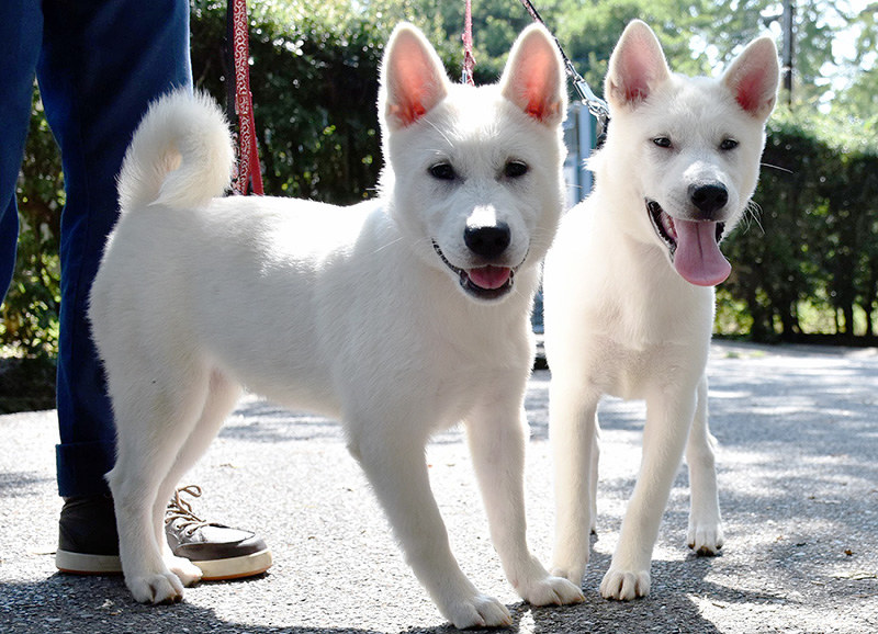 和歌山公園動物園に仲間入りする紀州犬の皐月ちゃん(左)、絢芽ちゃん(右)=和歌山市で、後藤奈緒撮影
