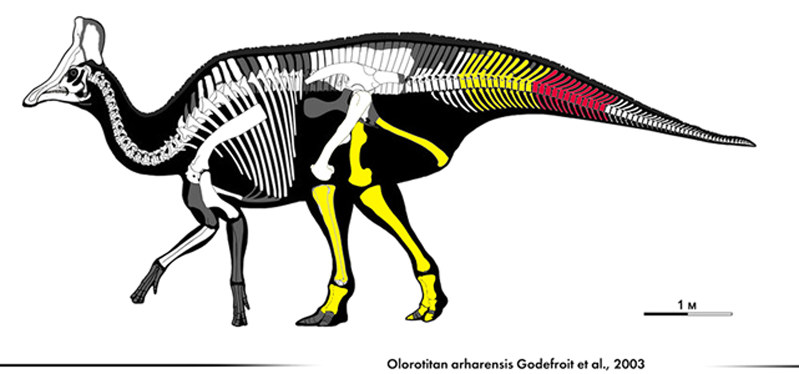 化石　恐竜ハドロサウルス科の肋骨　実物　産地・種類不明　64㎝ 香川で初 恐竜の化石確認 岡山理大 植物食ハドロサウルス類：山陽新聞
