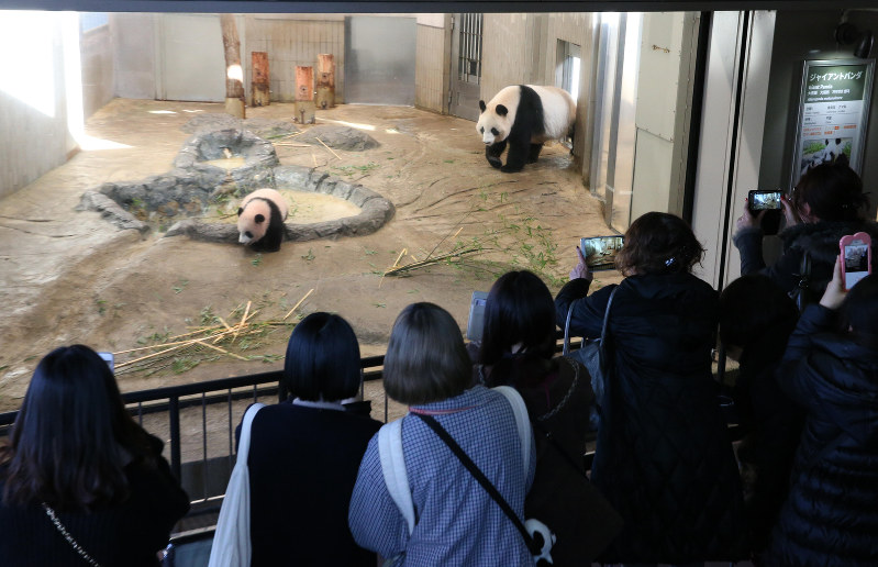 上野パンダ：シャンシャン すくすく成長 [写真特集15/24] | 毎日新聞