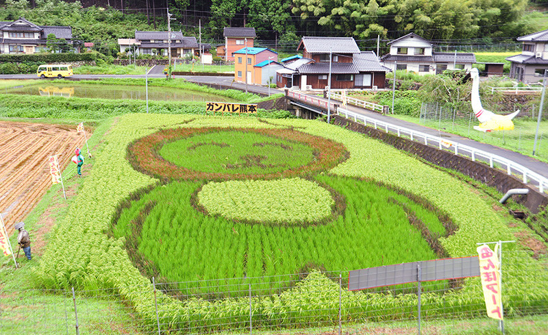 5種類の古代米で描かれた「アルクマ」=福知山市夜久野町直見で、佐藤孝治撮影