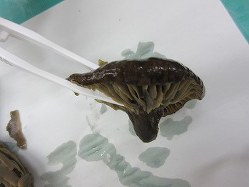 男性が食べ残したニセクロハツとみられるキノコ=三重県提供