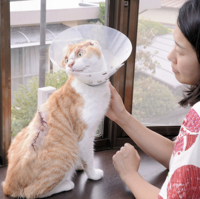 平城丸 虐待で耳切り取られたか ケアマネが猫の里親探す 毎日新聞 平城丸 虐待で耳切り取られたか ケアマネが猫の里親探す 毎日新聞