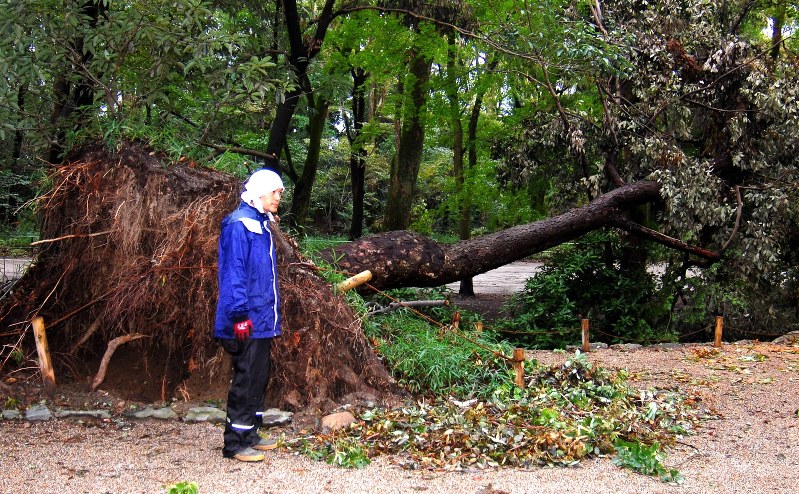 台風21号被害：大量の倒木、処理滞る 京都 | 毎日新聞