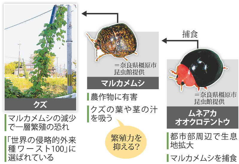 外来種のテントウムシ「ムネアカオオクロテントウ」の生態