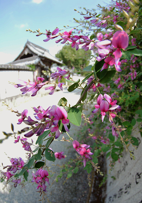 見ごろを迎えている萩原寺のハギ=香川県観音寺市大野原町で、山中尚登撮影