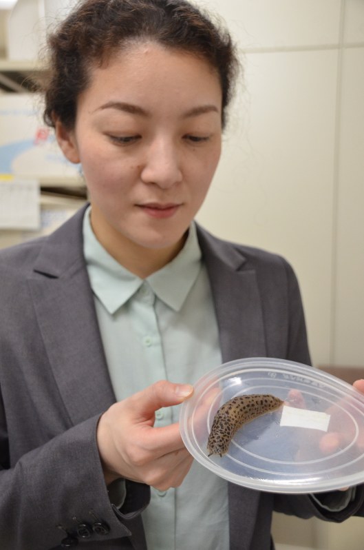 近年日本で生息が確認された外来種のマダラコウラナメクジを手にする京都大の宇高寛子助教=京都大で、松本光樹撮影