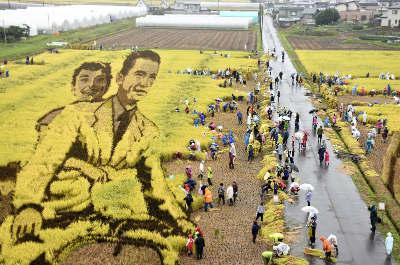 田んぼアート「ローマの休日」の稲を刈る参加者=青森県田舎館村で2018年9月30日、藤田晴雄撮影