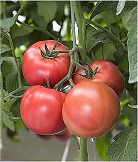 プレスリリース トマトに関する意識調査 日本のno 1愛され野菜 トマト トマト好き は3年連続で上昇中 共同通信prワイヤー 毎日新聞 プレスリリース トマトに関する意識調査 日本のno 1愛され野菜 トマト トマト好き は3年連続で上昇中 共同通信prワイヤー 毎日新聞
