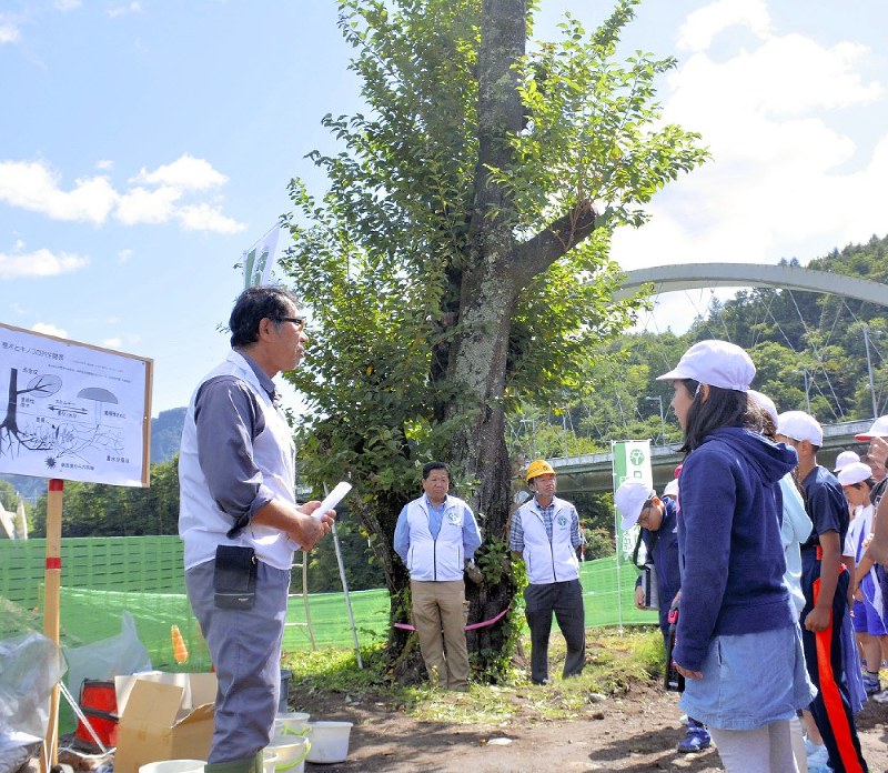枝を切り取られた一本桜の前で、説明を聞く児童ら=群馬県長野原町で