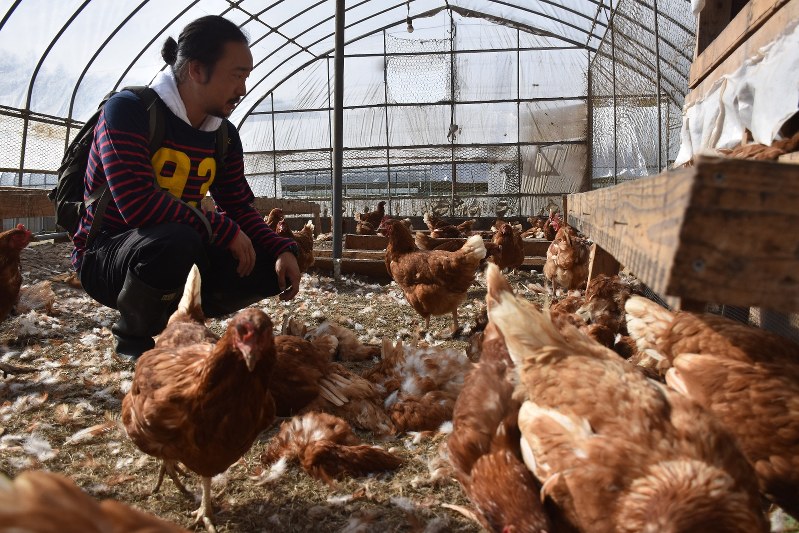 鶏舎で生き残った鶏を見つめる小林廉さん=北海道厚真町幌里地区で2018年10月5日、北山夏帆撮影