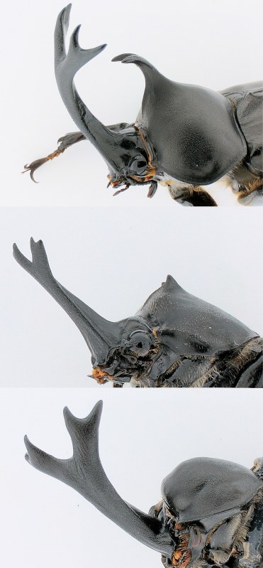 正常なカブトムシ(上)と比べ、角の形成に影響する遺伝子の働きを妨げたカブトムシは、頭の角と背中の角が短くなったり(中)、背中の角が消失したりした(下)=基礎生物学研究所提供