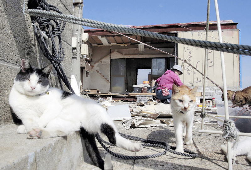 高潮で扉が流出し、吹きさらしになった猫の小屋。右手に海がある。人声を聞きつけて保護猫たちが集まってきた=伊勢湾に面した漁港で、山口政宣撮影